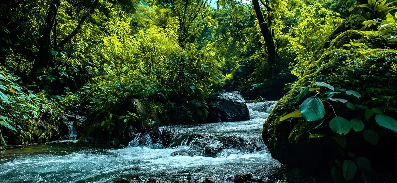Let the Stream Guide You to Stillness